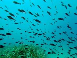 Chromis chromis,Var, Provence-Alpes-Côte d'Azur, FR 2025