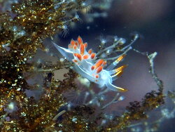 Orienthella piunca thumbnail