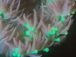 Thalassianthidae sp. thumbnail