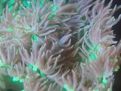 Thalassianthidae sp. thumbnail