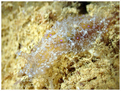 Petalifera ramosa,Mont Dore - Ilot Charbon 2023