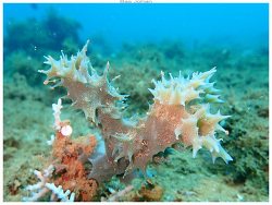 Callyspongia (Cladochalina) subarmigera thumbnail