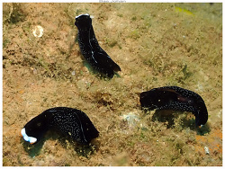 Mariaglaja inornata,Mont Dore - Haut fond - Nouvelle-Calédonie 2023