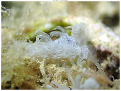 Noumeaella isa,Pointe Koumourou - Nouméa [New-Caledonia] 2023