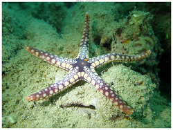 Fromia heffernani,Pointe Koumourou - Nouméa [New-Caledonia] 2023