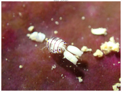 Copepoda,Ile aux Chèvres - Dumbéa, Nouvelle-Calédonie 2023