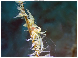 Dasycaris zanzibarica,Ile aux Chèvres - Dumbéa, Nouvelle-Calédonie 2023