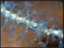 Guaiagorgia anas thumbnail