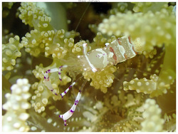 Ancylomenes speciosus,Mont Dore - Basse Calédonienne 2023