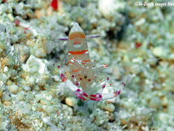 Ancylomenes speciosus thumbnail