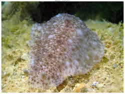 Dendrodoris albobrunnea thumbnail