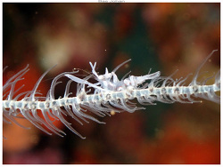 Dasycaris zanzibarica thumbnail