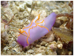 Sagaminopteron sp.01 thumbnail