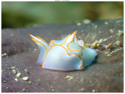 Sagaminopteron,Ouémo, Nouméa, Nouvelle-Calédonie 2025