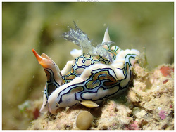 Sagaminopteron psychedelicum,Boulouparis, Nouvelle-Calédonie 2025