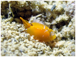 Sagaminopteron pohnpei thumbnail