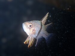 Sphaeramia orbicularis thumbnail