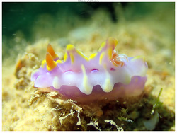 Miamira flavicostata,juvenil, Mont Dore - Basse Calédonienne 2023