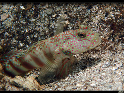 Cryptocentrus leptocephalus,Ouémo, Nouméa, Nouvelle-Calédonie 2019