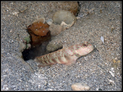 Cryptocentrus leptocephalus,Côte Blanche - Province Sud, Nouvelle-Calédonie 2022