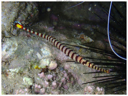 Dunckerocampus chapmani thumbnail