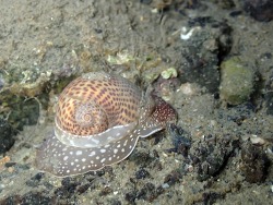 Naticarius stercusmuscarum thumbnail