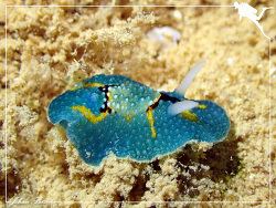 Aldisa theveneti,Mont Dore - Nouvelle-Calédonie 2023