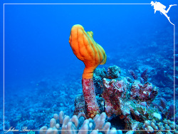 Polycarpa clavata,Passe de Boulari - Nouvelle-Calédonie 2023