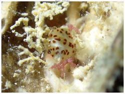 Liomera rubra,young, Anse Vata, Nouméa 98800, Nouvelle-Calédonie 2024