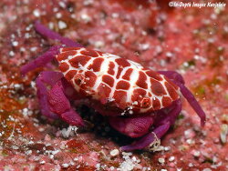 Liomera rubra thumbnail