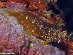 Salarias ramosus thumbnail