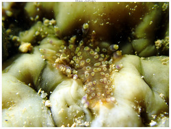 Asterophilia culcitae thumbnail