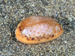 Naria spurca thumbnail