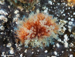 Naria spurca thumbnail