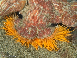 Calliactis parasitica, Las Palmas, ES-CN, ES 2025
