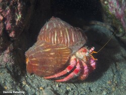 Calliactis parasitica, Las Palmas, ES-CN, ES 2024