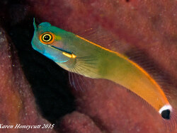 Ecsenius stigmatura (Tail Spot Blenny) - Raja Ampat (Batanta), Indonesia 2015
