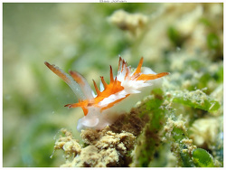 Okenia,Boulouparis, Nouvelle-Calédonie 2025