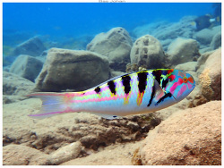 Generic placeholder thumbnail