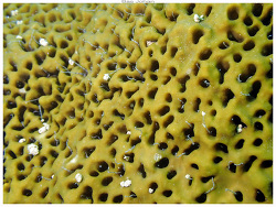 Spheciospongia inconstans,Nouméa, NC-SU, NC 2025