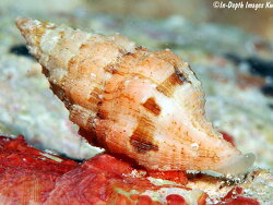 Latirus maculatus, Kwajalein