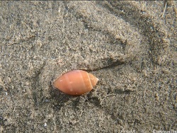 Acteon tornatilis thumbnail