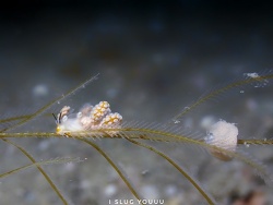 Doto gaeli,Gulf of Thailand, Chonburi, TH 2022