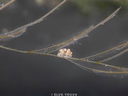 Doto gaeli, Gulf of Thailand, Chonburi, TH 2022