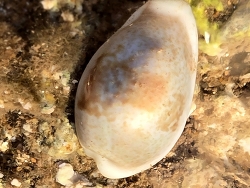 Erronea subviridis thumbnail