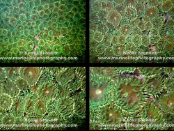 Gyractis sesere thumbnail