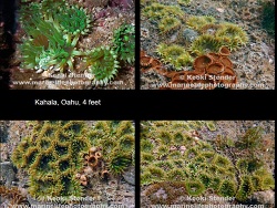 Gyractis sesere thumbnail