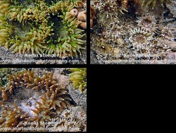 Gyractis sesere thumbnail