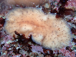 California Flatworm - Stylochus californicus,Monterey County, California 2026