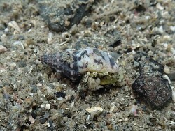 Pagurus novizealandiae thumbnail